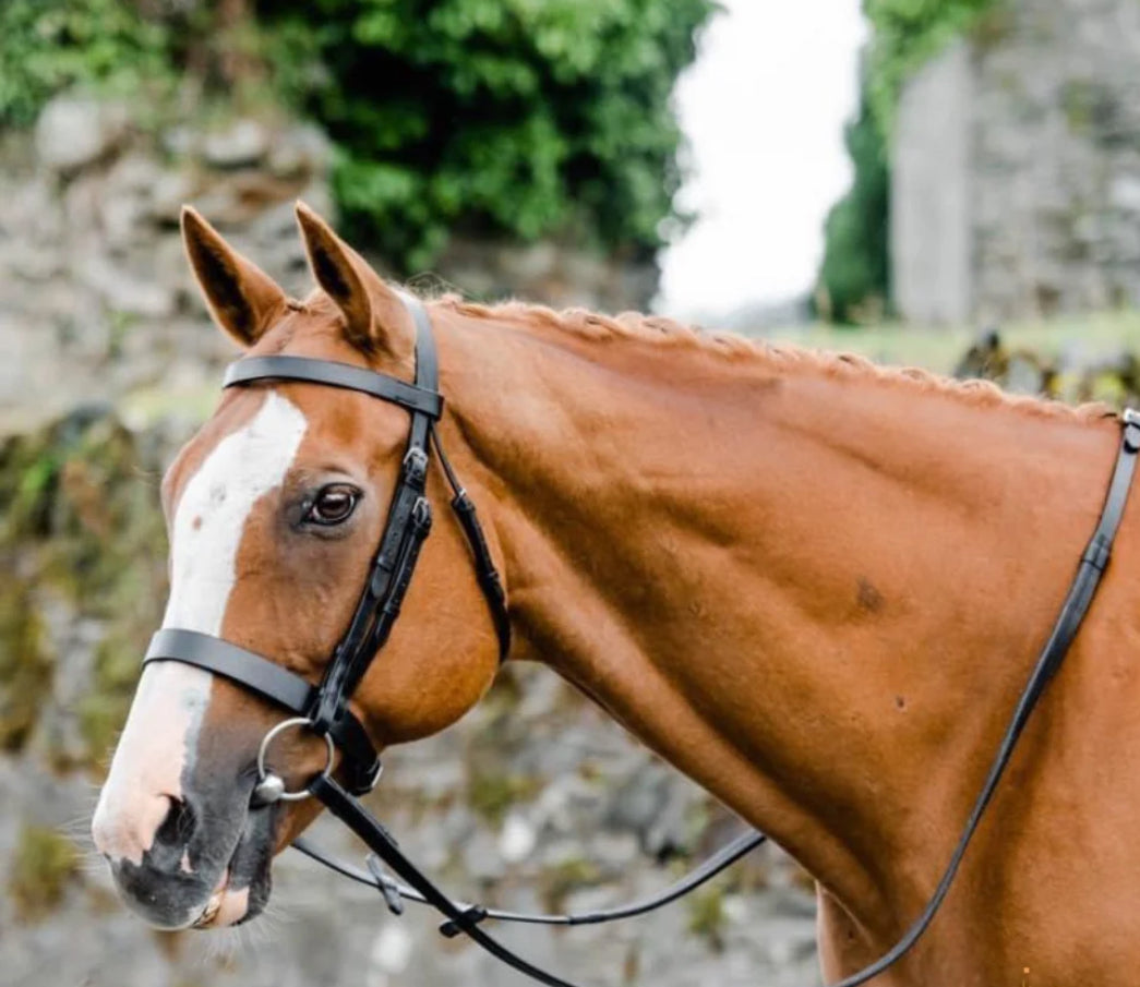 Mackey Classic Hunt Bridle