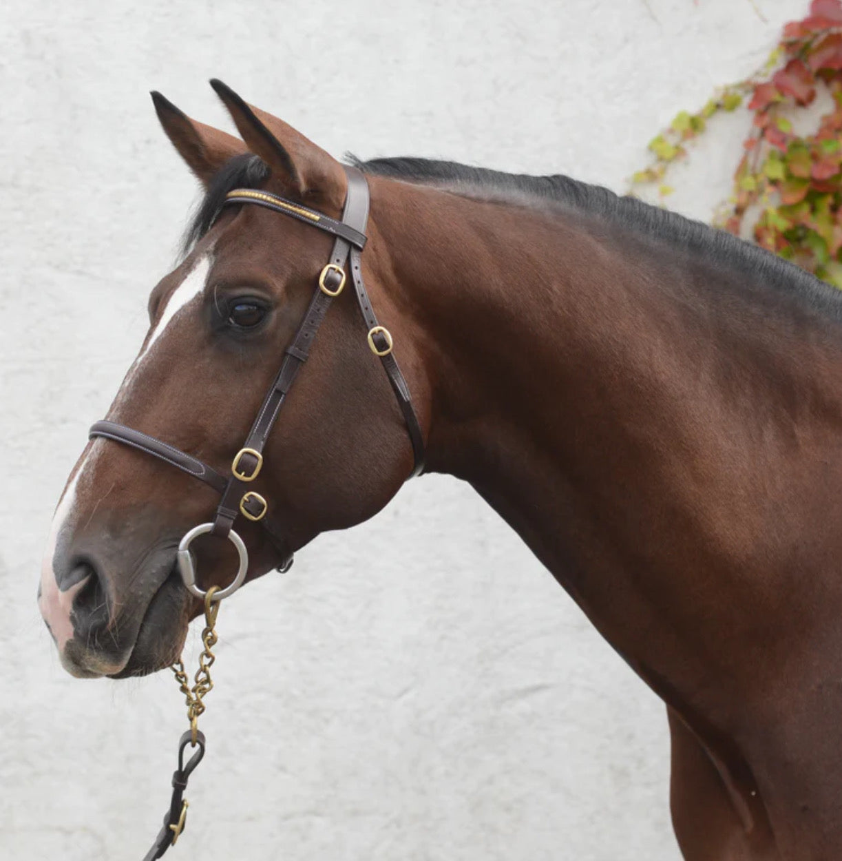 Mackey Classic In-Hand Clincher Bridle