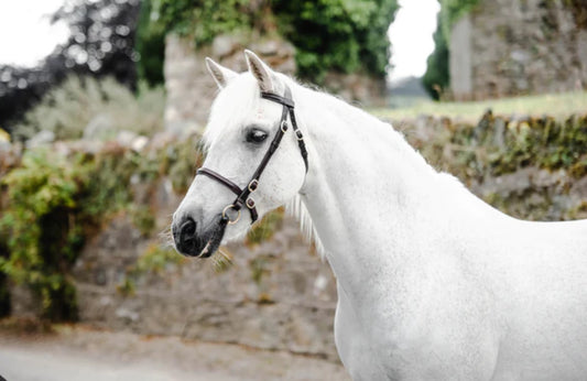 Mackey Classic In-Hand Bridle