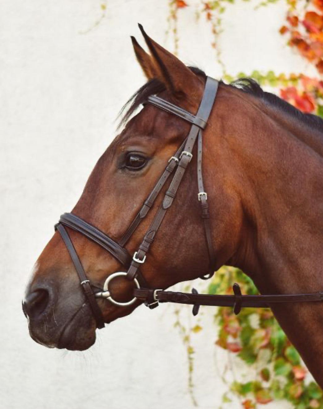 Equisential Bridle