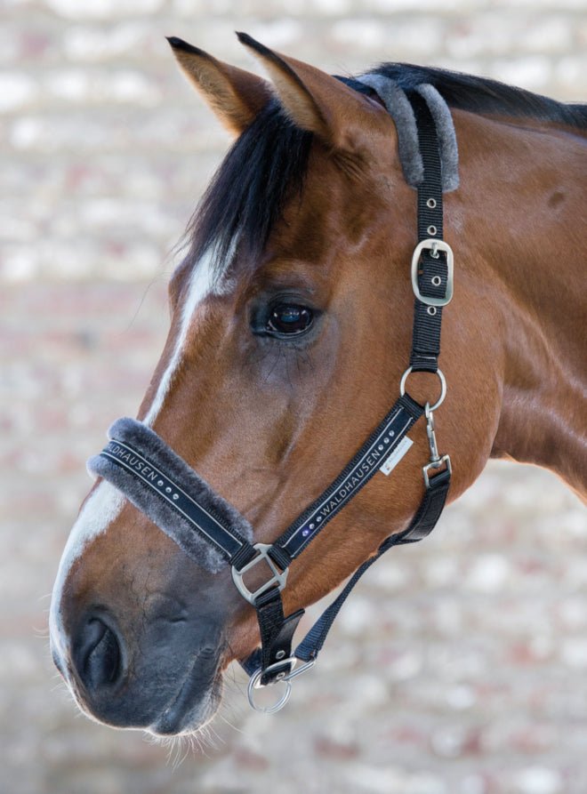 Elegant Halter - Midlandsequestrian.com