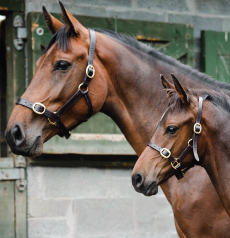 Equisential Leather Headcollar - Midlandsequestrian.com