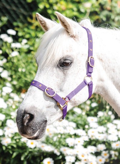 Equisential Nylon Headcollar - Midlandsequestrian.com