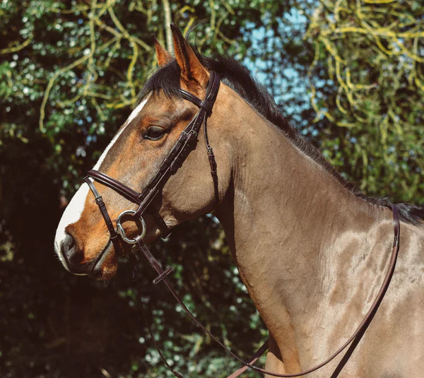 Mackey Classic Flash Bridle